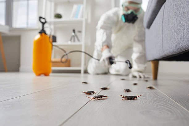 Commercial Kitchen Cockroach Control in Giddings